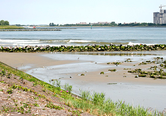 Groyne for riverbank growth and vegetation